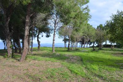 Недвижимость на Халкидики Кассандра. Участок за городом площадью 7000 кв.м.